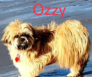 Ozzy the dog