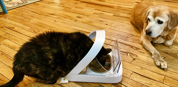 Peanut the cat eating from SureFeed Microchip Pet Feeder