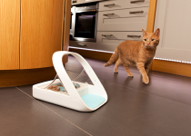 Cat approaches Microchip Pet Feeder