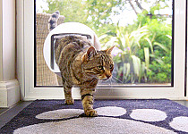 Cat walking through cat flap in glass