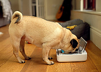 pug eating from bowl
