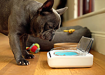 odin the dog checks out his dinner