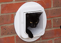 cat-going-through-cat-flap-ins