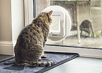 cat-looking-out-of-sureflap-mircrochip-catflap