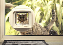 cat-looking-in-sureflap-mircochip-dualscan