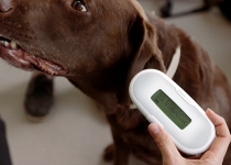 SureSense_Microchip_Reader_Used_In_Vet_With_Dog_11