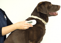 SureSense_Microchip_Reader_Used_In_Vet_With_Dog_3