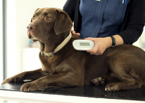 SureSense_Microchip_Reader_Used_In_Vet_With_Dog_7