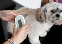 SureSense_Microchip_Reader_Used_In_Vet_With__Small_Dog_1
