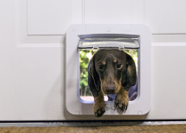 Dog coming inside through Microchip Pet Door Connect