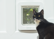 Cat in front of Microchip Pet Door Connect