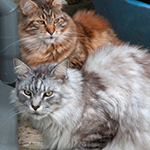 "Unsere beiden Maine Coons waren schon nach kurzer Zeit sicher im Umgang mit der neuen...