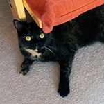 "We have had Livvy from a kitten and we have recently put in a SureFlap Cat Flap as we were...