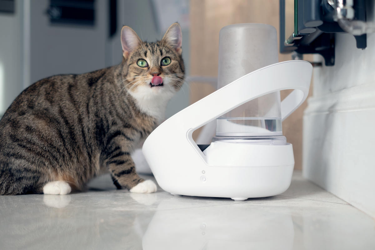 microchip cat feeder nz