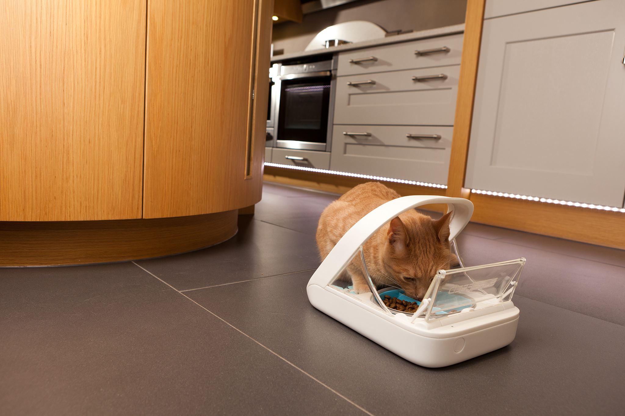 dog feeder with collar sensor