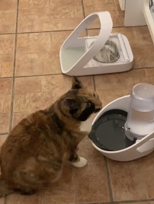 Cat with Felaqua Connect