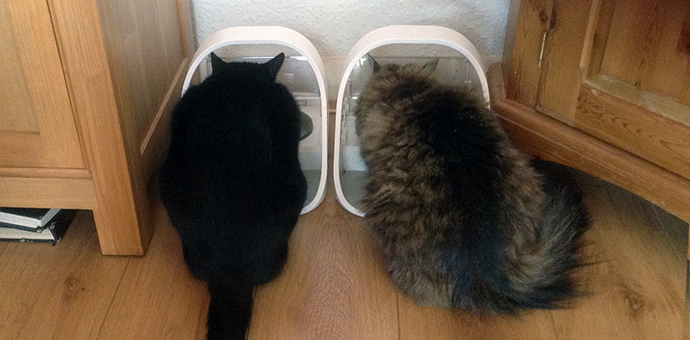 Cats with SureFeed Microchip Pet Feeders