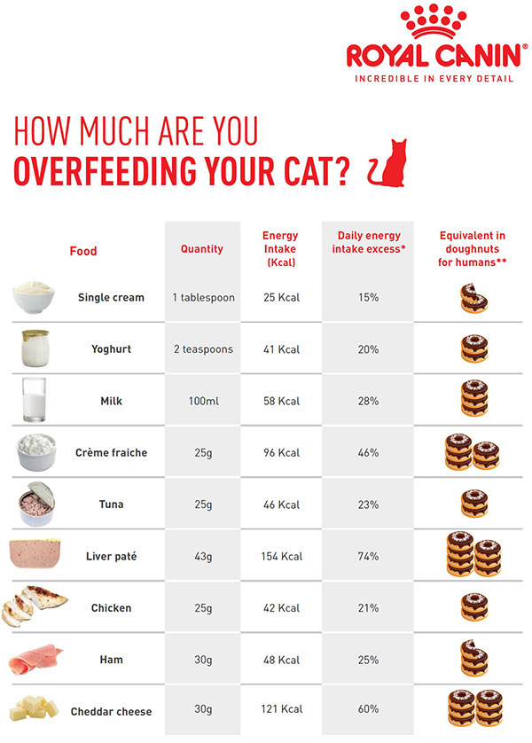 Cat calories outlet