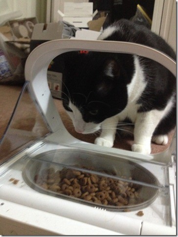 Cat approaching a Microchip Pet Feeder