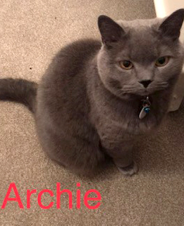 Archie the cat