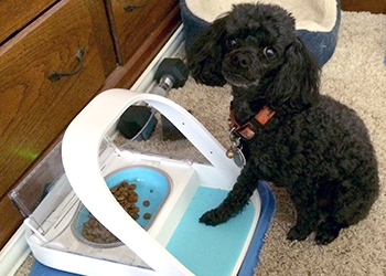 Beau the dog with SureFeed Microchip Pet Feeder
