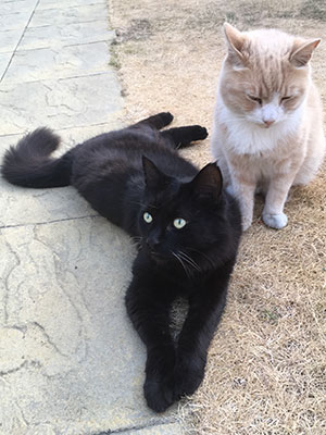 Captain and Salem cats