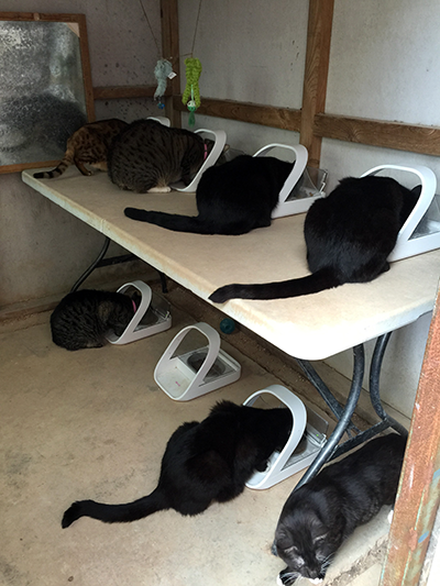 Seven cats eating from Microchip Pet Feeders