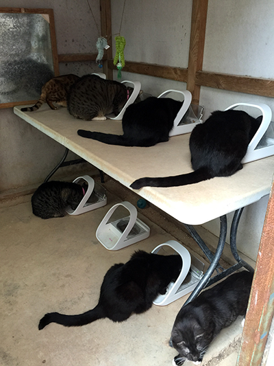 Seven cats eating from Microchip Pet Feeders Seven cats eating from Microchip Pet Feeders