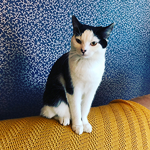 Chaplin cat Microchip Pet Door Connect case study