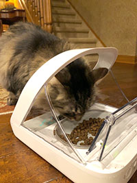 Charlie the cat eating from SureFeed Microchip Pet Feeder
