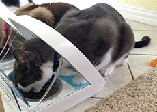 Franklin the cat with SureFeed Microchip Pet Feeder