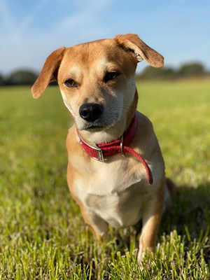 Levi the dog