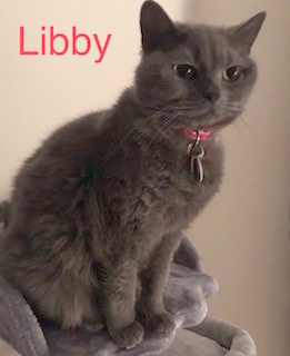 Libby the cat
