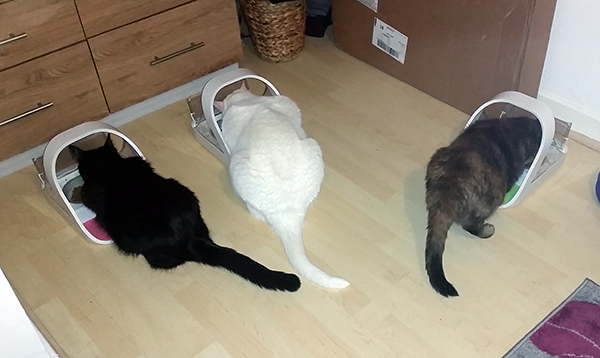 Three cats eating from SureFeed Microchip Pet Feeders