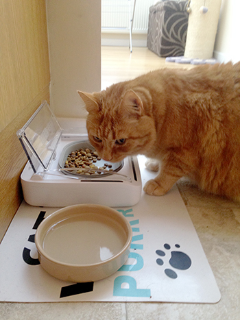 Moley ginger cat with SureFeed Sealed Pet Bowl