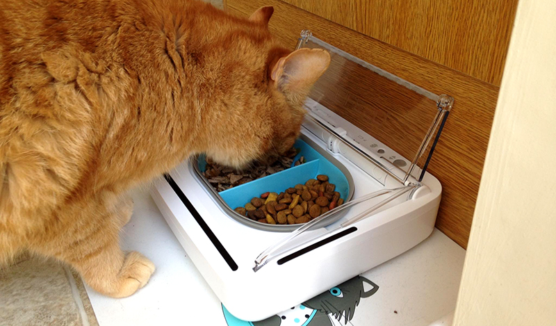 Moley ginger cat with SureFeed Sealed Pet Bowl