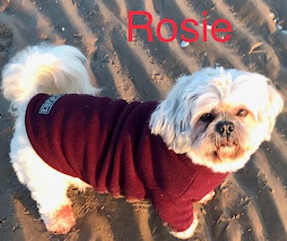 Rosie the dog