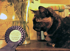 Ruby the cat with rosette