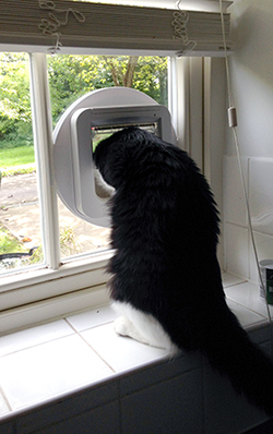 Scooby climbing through a Microchip Cat Flap