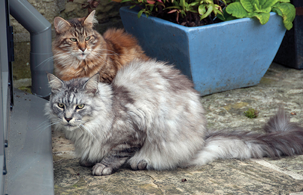 Maine Coons, Charlie and Sascha