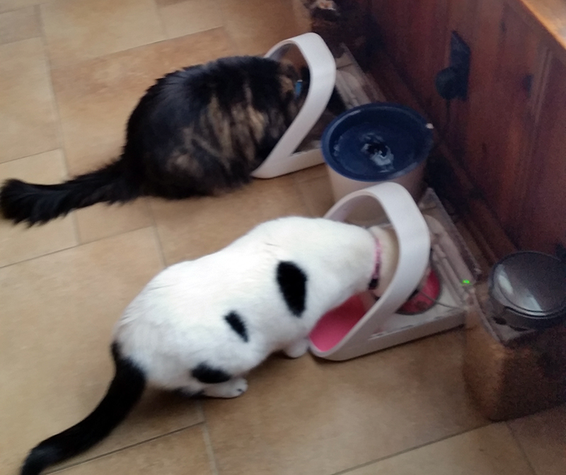 Two cats eating from SureFeed Microchip Pet Feeders
