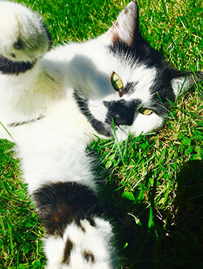 Belle cat Microchip Pet Door Connect case study