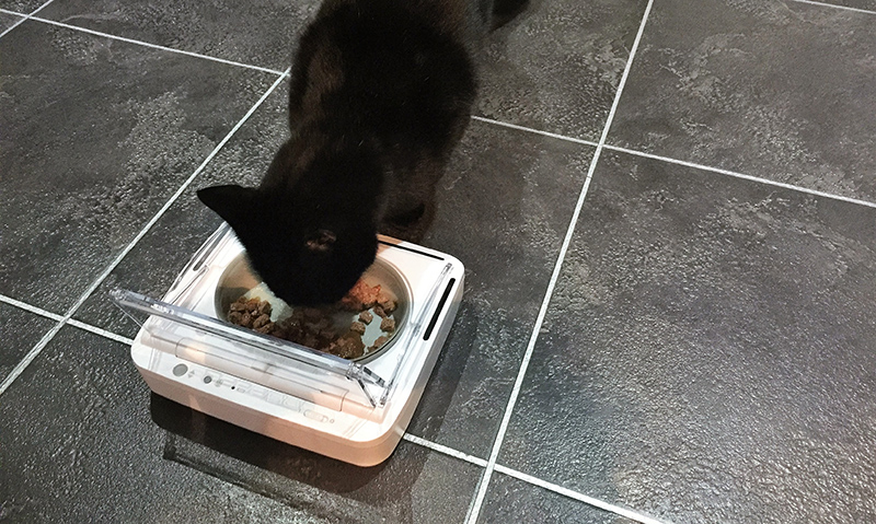 Black cat with SureFeed Sealed Pet Bowl
