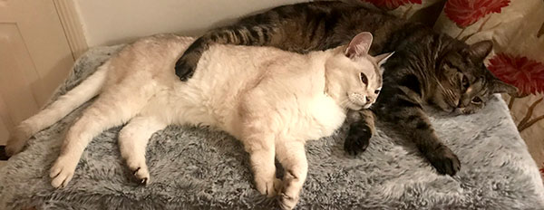 Casper and Tsuki the cats