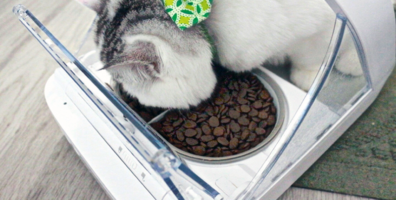 Tarsus the cat eating from the SureFeed Microchip Pet Feeder