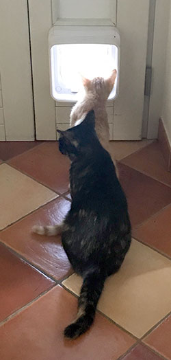 Microchip Cat Flap Connect with two cats