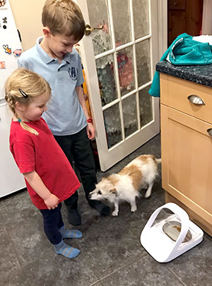 Daisy the dog with her SureFeed Microchip Pet Feeder Connect