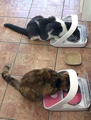 Two cats eating from SureFeed Microchip Pet Feeder Connects