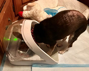 Gracie the dog eating from Microchip Pet Feeder