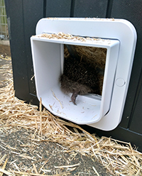 Hedgehog using Microchip Cat Flap